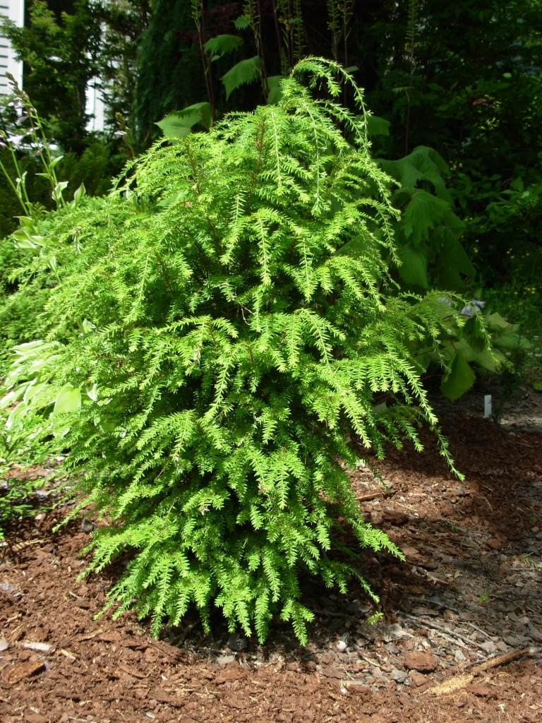 Tsuga canadensis 