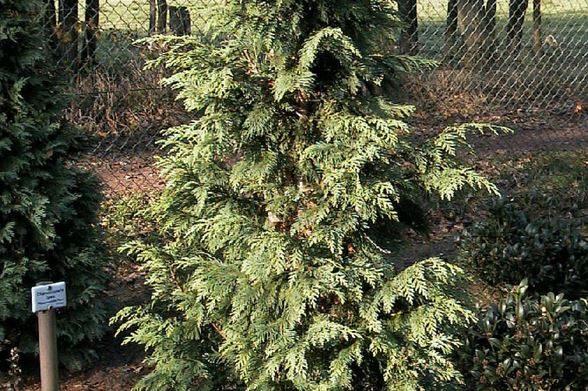 Chamaecyparis lawsoniana 