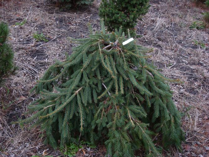 Picea abies 