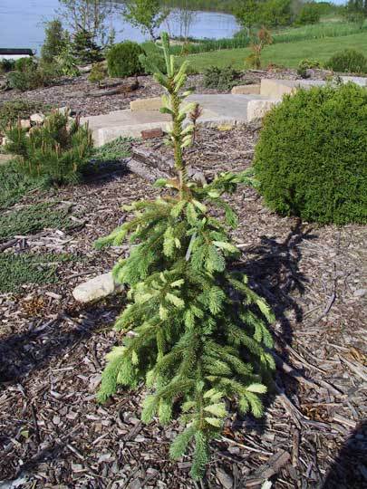 Picea glauca 