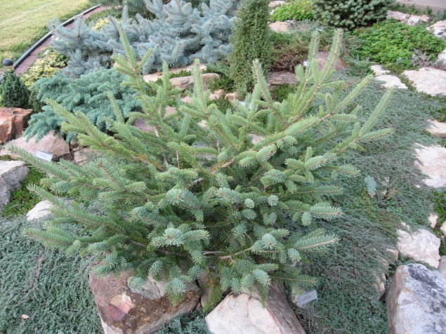 Picea glauca 