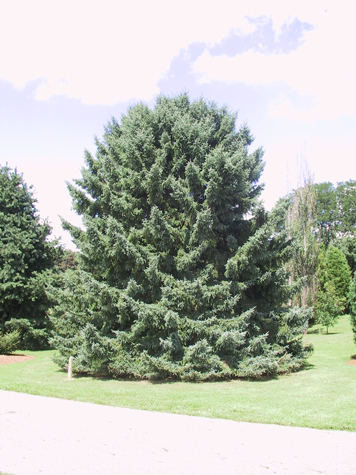 Picea glauca 