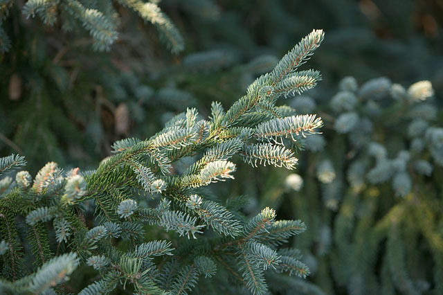 Picea glauca 