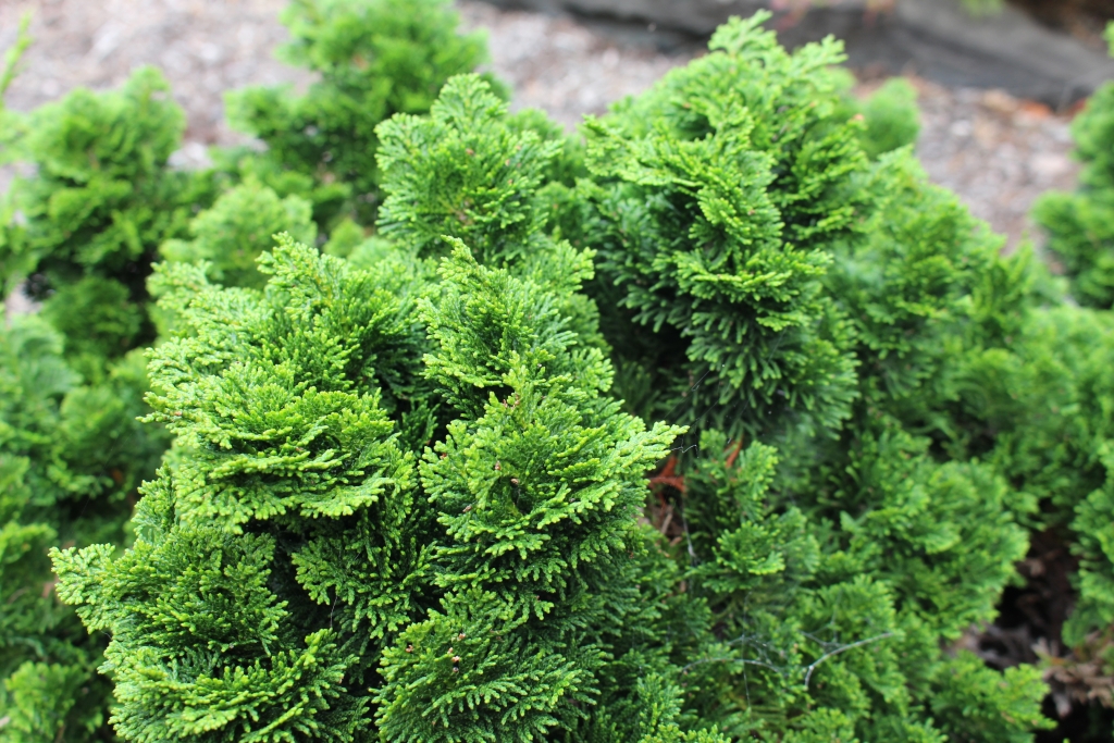 Chamaecyparis obtusa 
