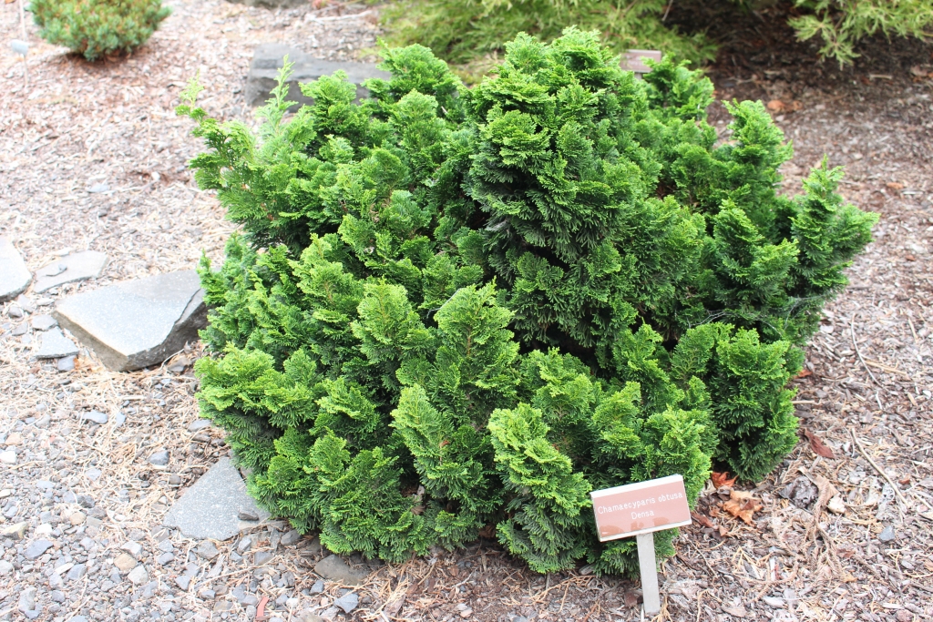 Chamaecyparis obtusa 