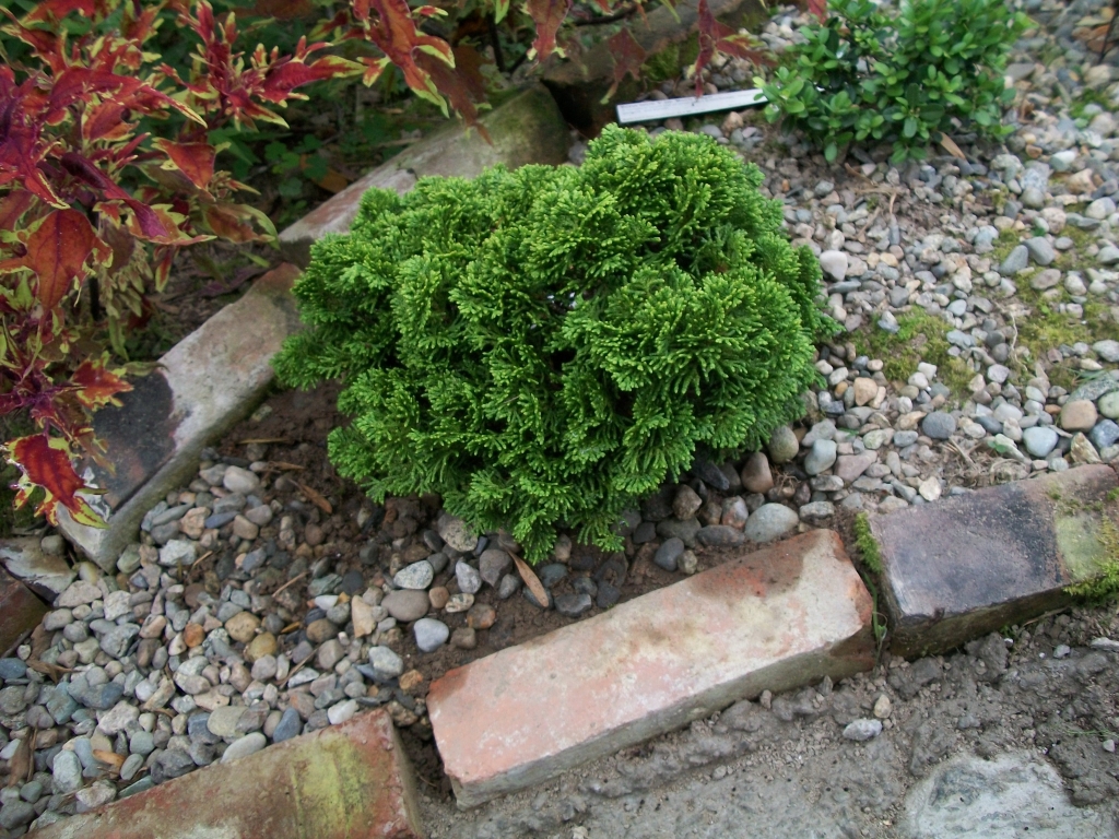 Chamaecyparis obtusa 