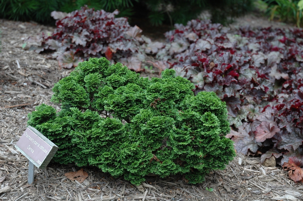 Chamaecyparis obtusa 