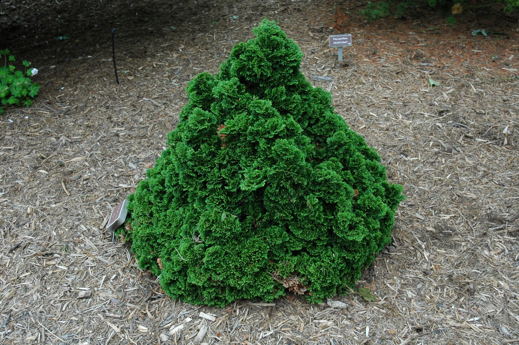 Chamaecyparis obtusa 