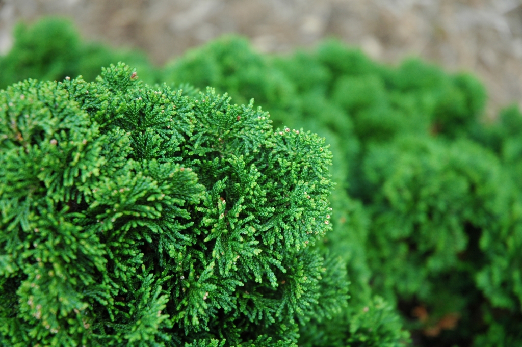 Chamaecyparis obtusa 