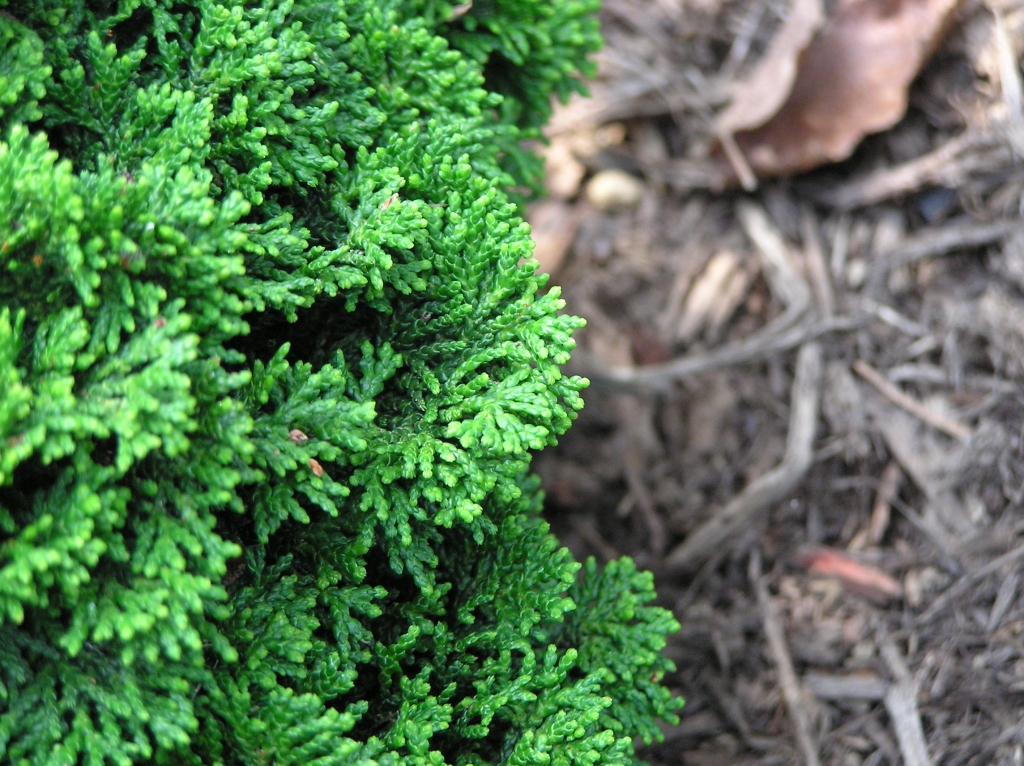 Chamaecyparis obtusa 