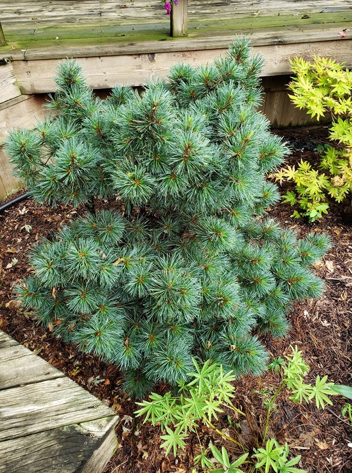 Pinus strobus 