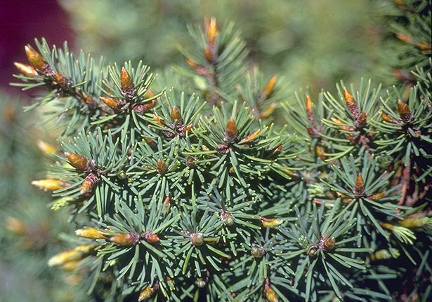 Pseudotsuga menziesii 
