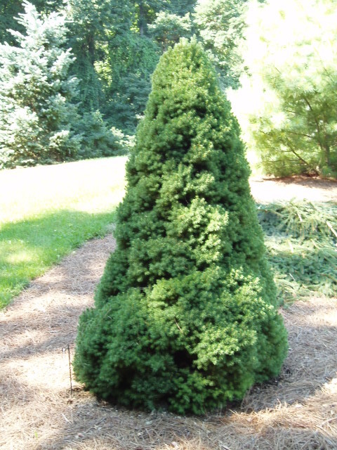 Picea glauca 