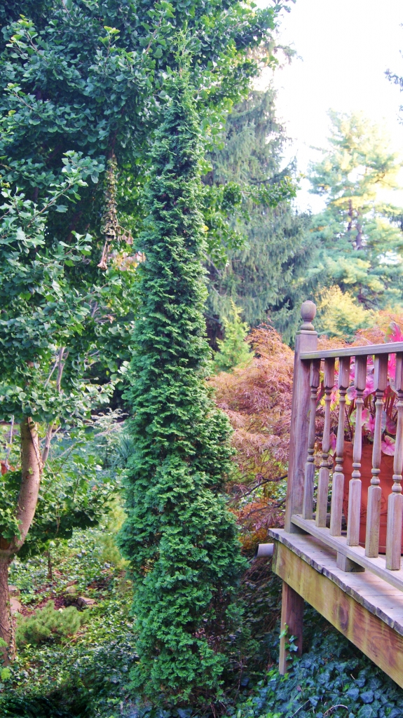 Thuja occidentalis 