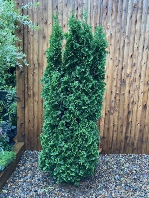 Thuja occidentalis 