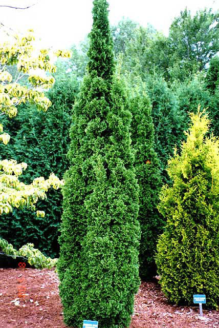 Thuja occidentalis 