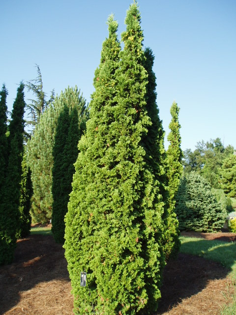 Thuja occidentalis 