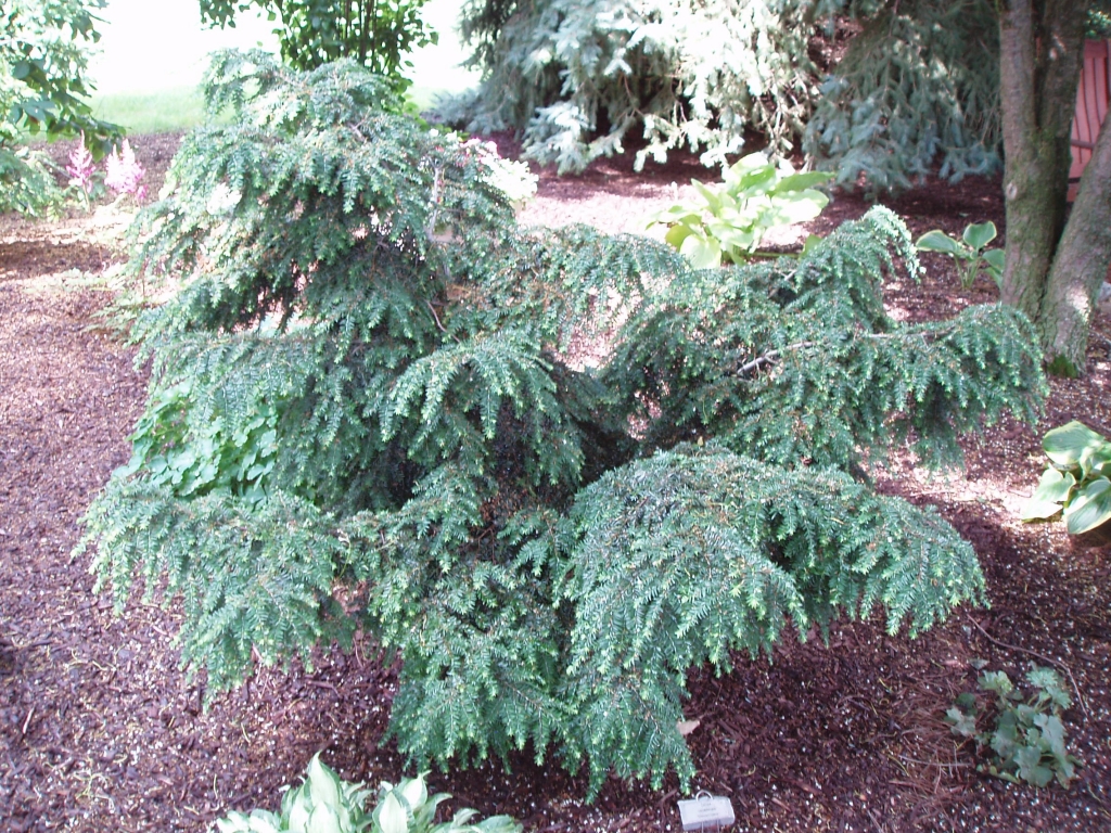 Tsuga canadensis 