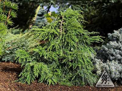 Tsuga canadensis 