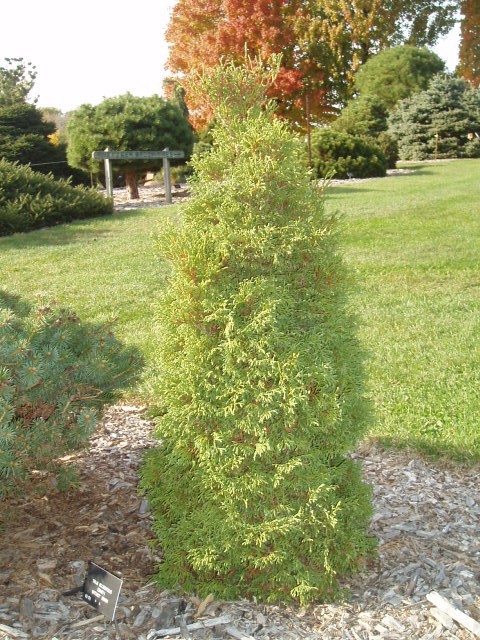 Thuja occidentalis 