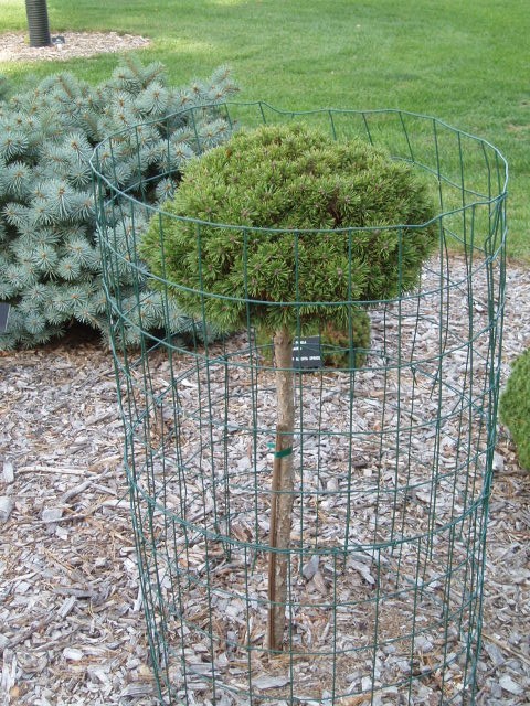 Pinus mugo 