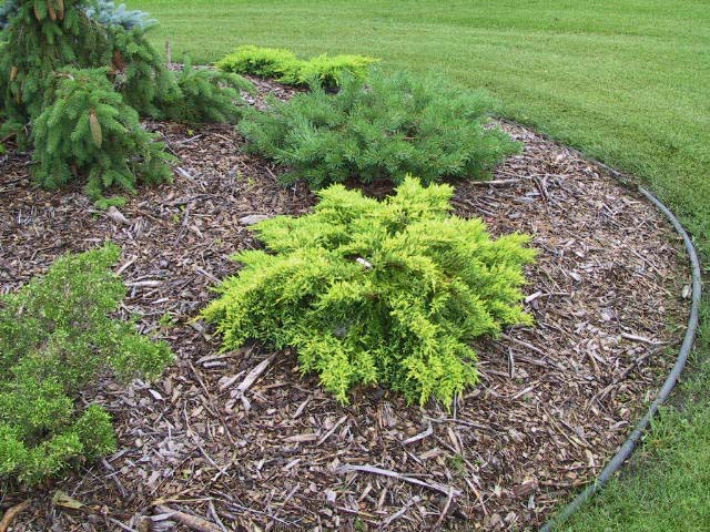 Juniperus × pfitzeriana 