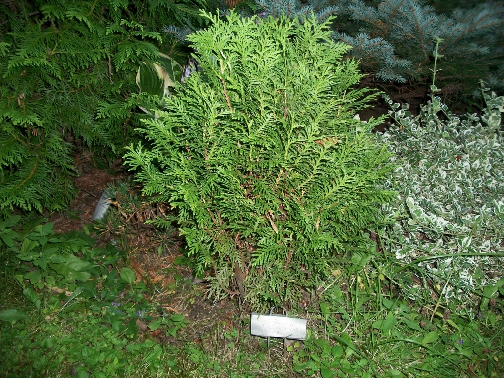 Thuja occidentalis 