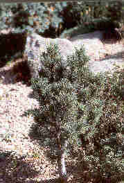 Pinus flexilis 