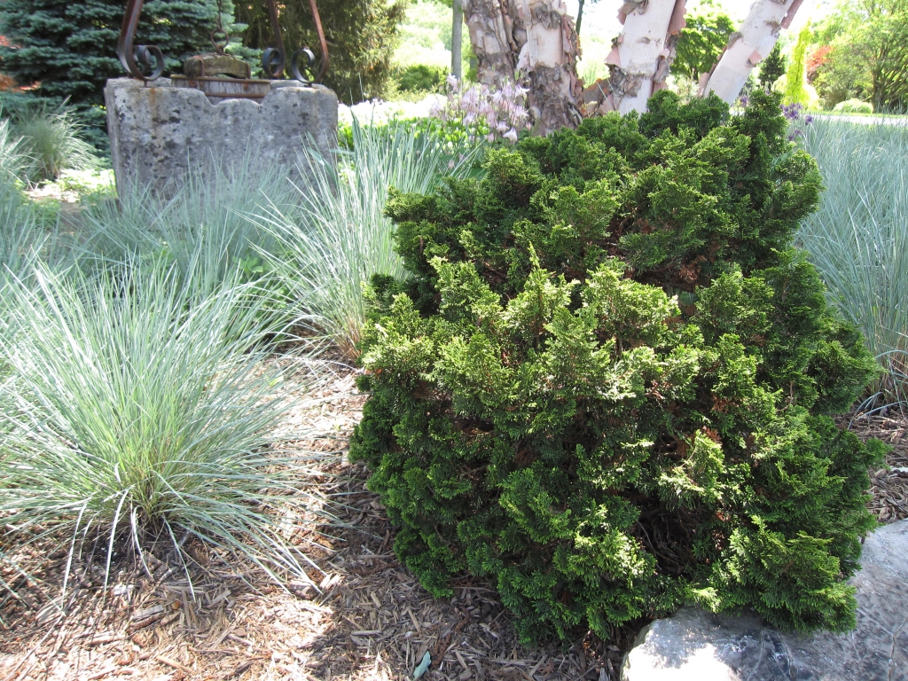 Chamaecyparis obtusa 
