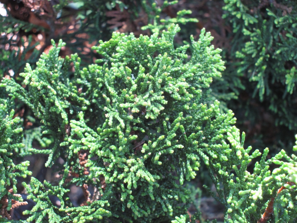Chamaecyparis obtusa 