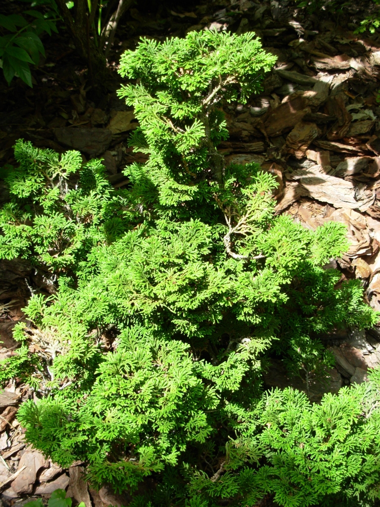 Chamaecyparis obtusa 