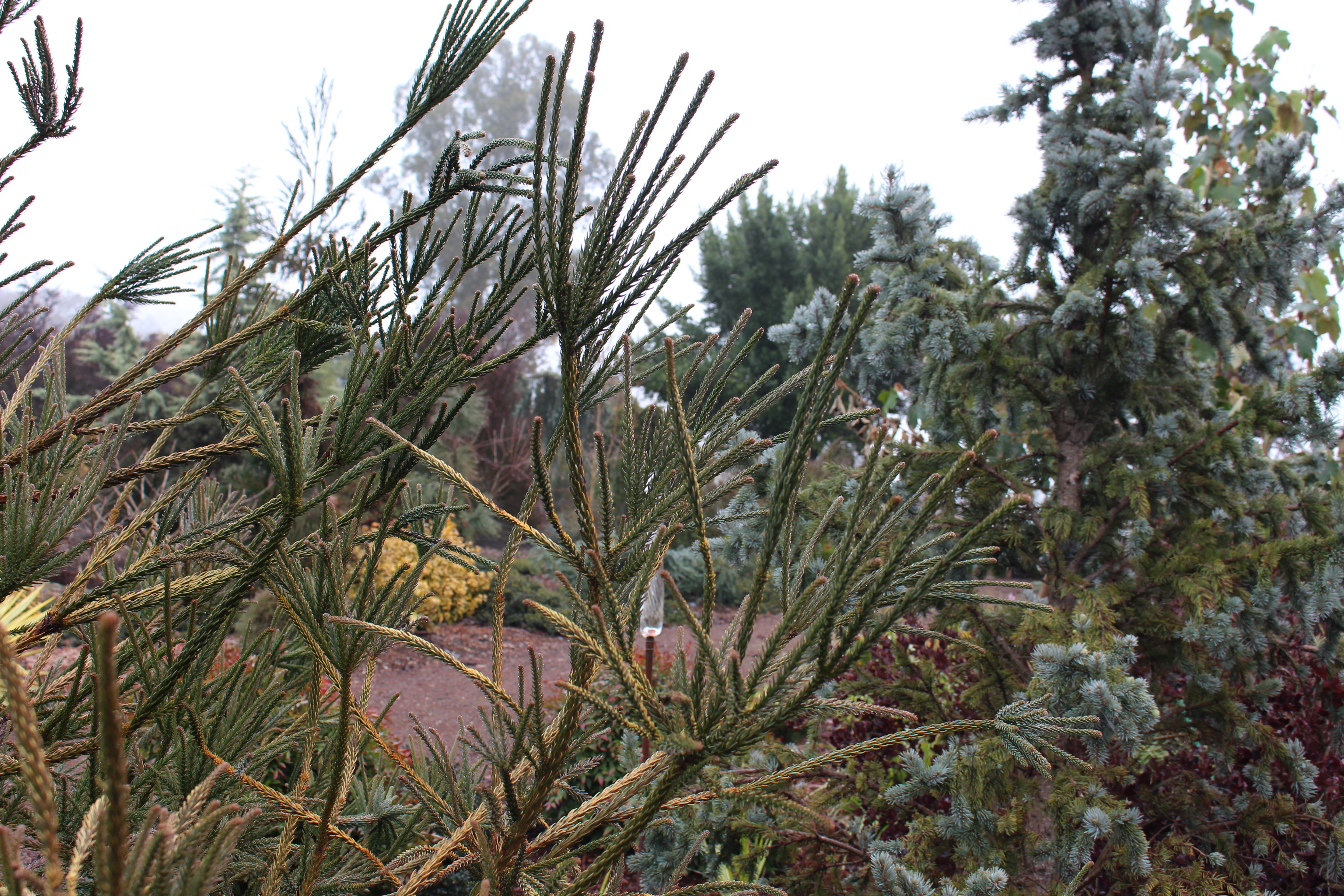 Cryptomeria japonica 