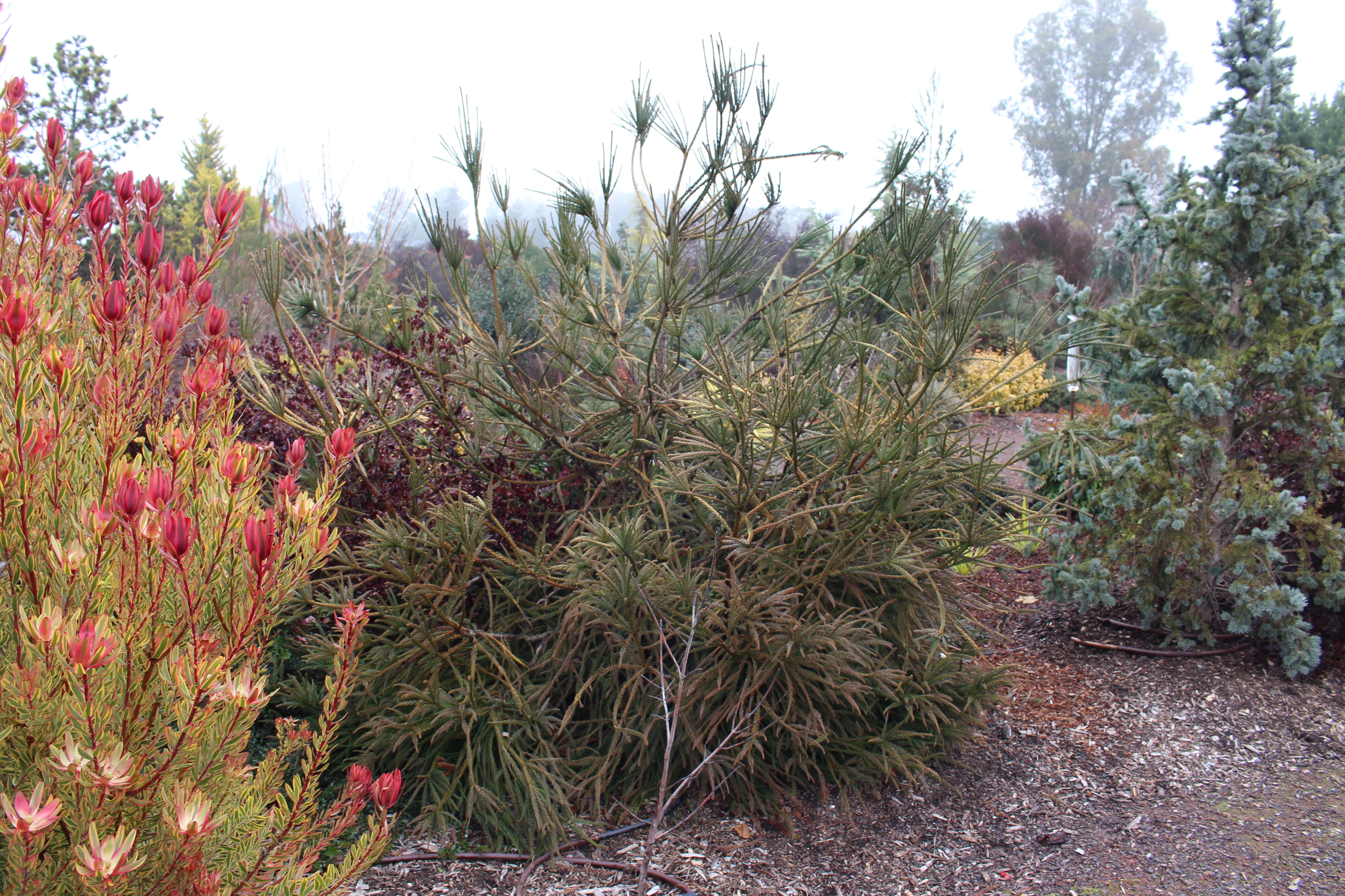 Cryptomeria japonica 