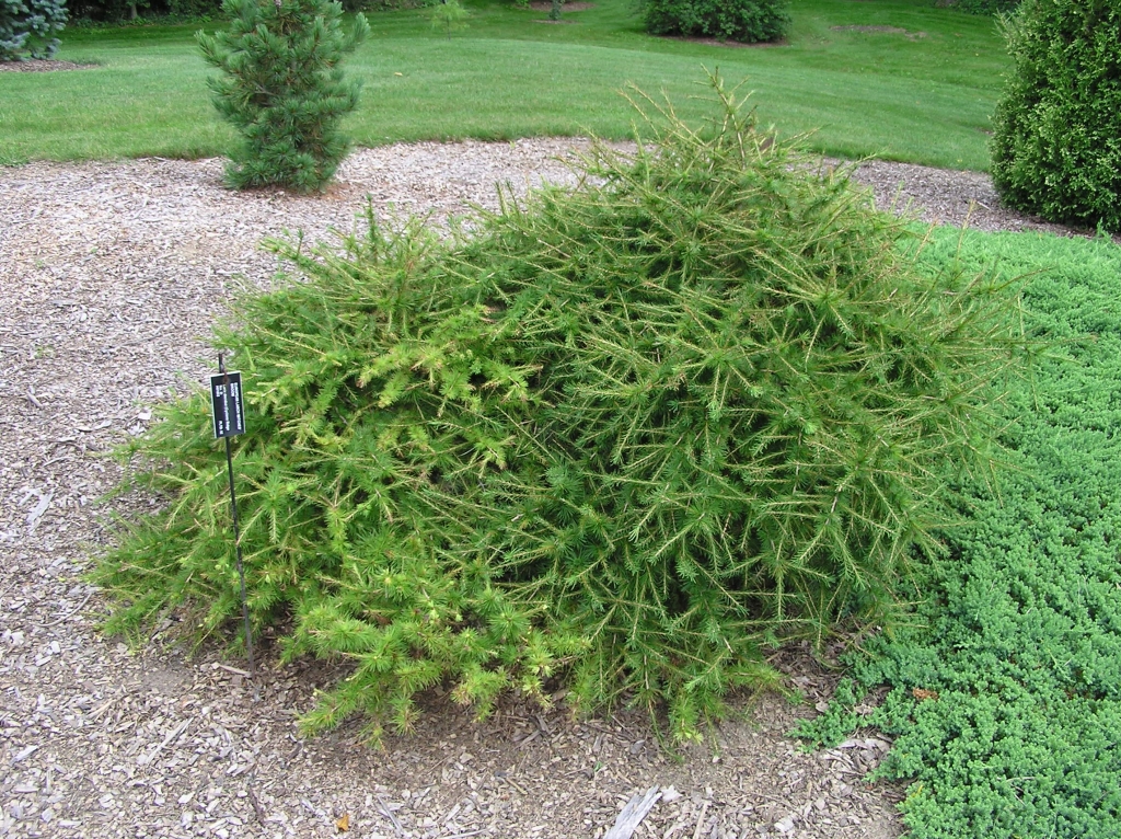Larix decidua 