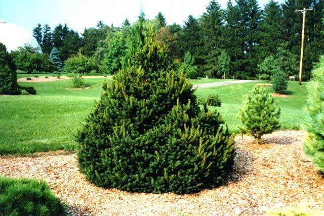 Picea glauca 