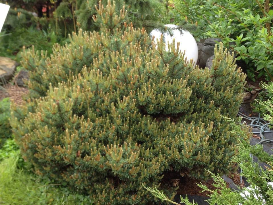 Pinus sylvestris 