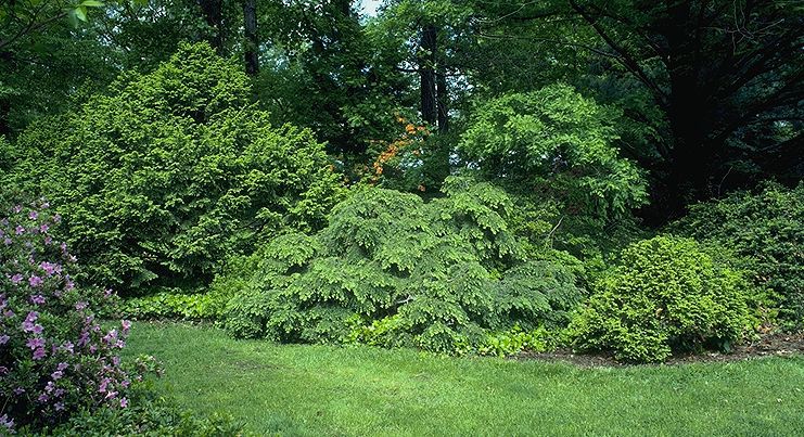 Tsuga canadensis 