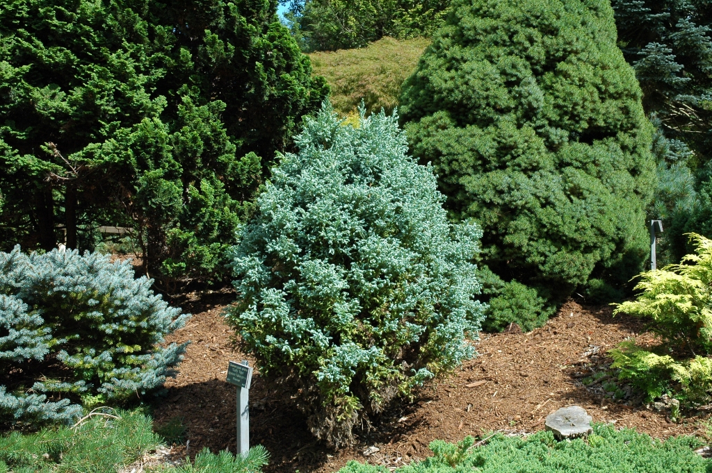 Chamaecyparis pisifera 