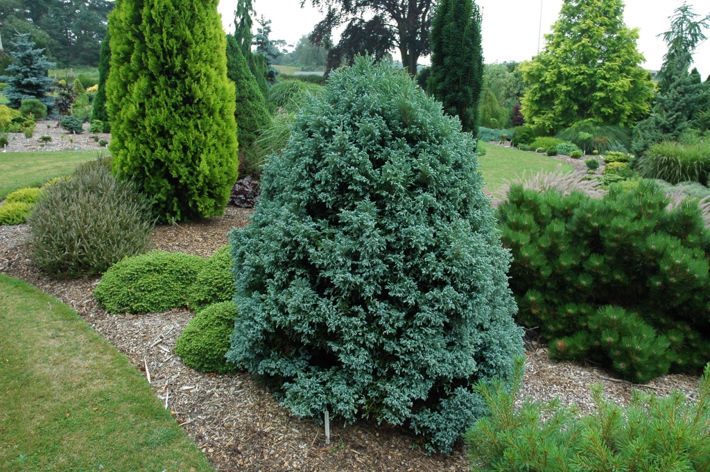 Chamaecyparis pisifera 