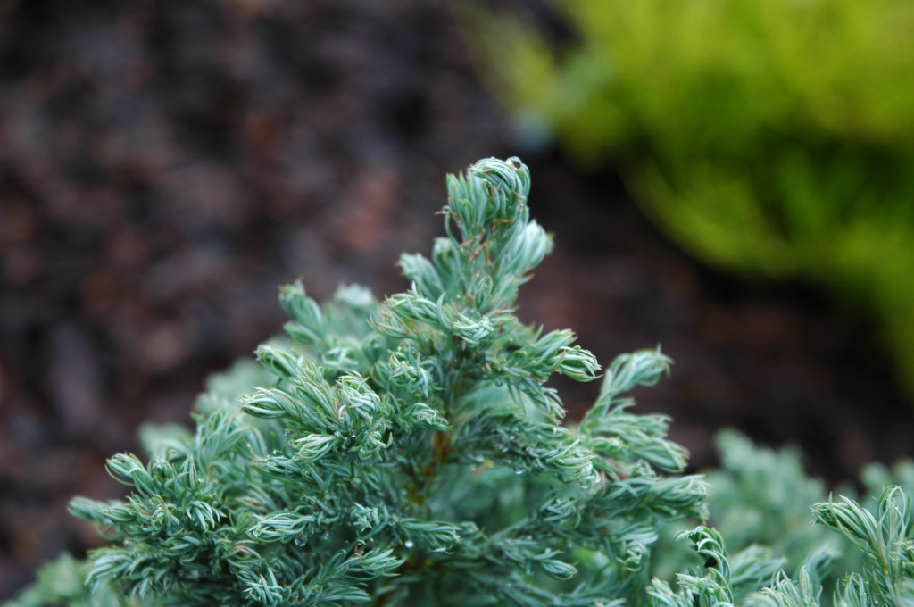Chamaecyparis pisifera 