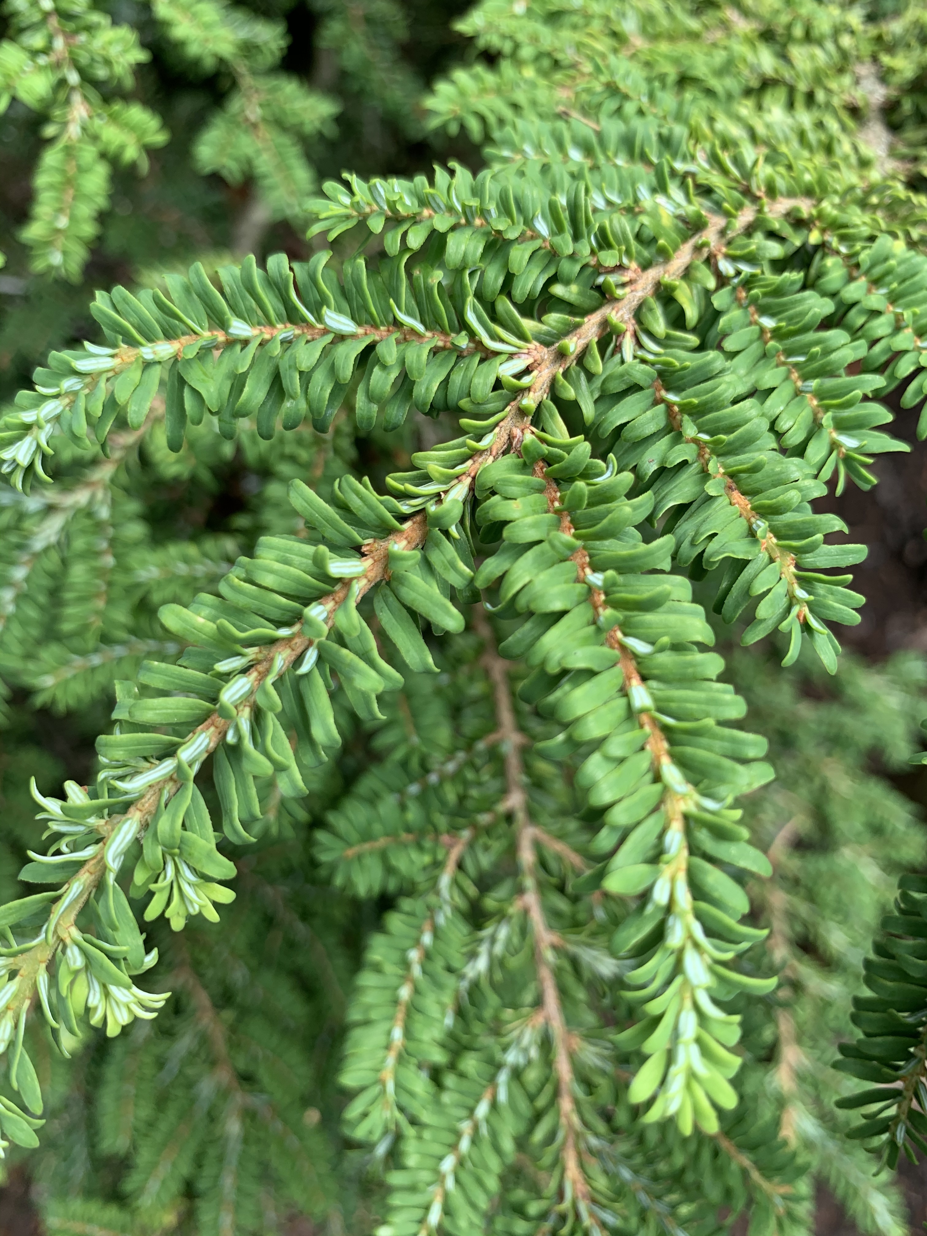 Tsuga canadensis 