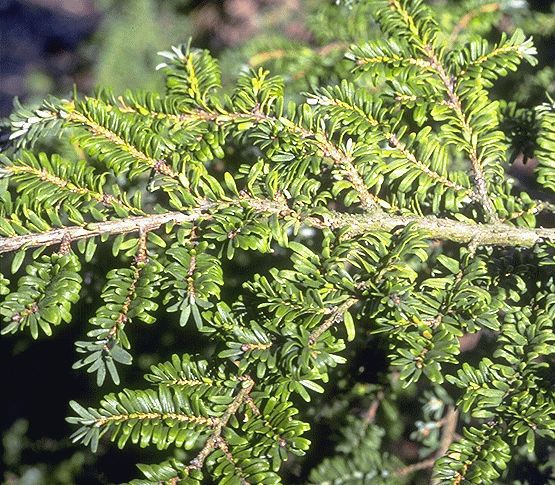 Tsuga canadensis 