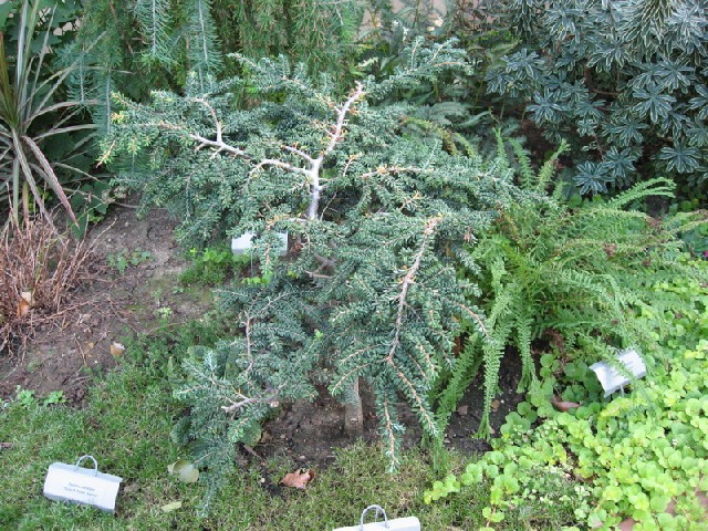 Tsuga canadensis 