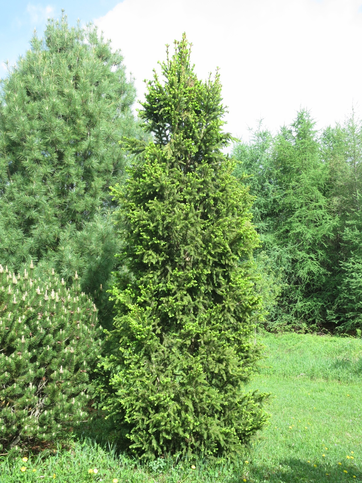 Picea abies 