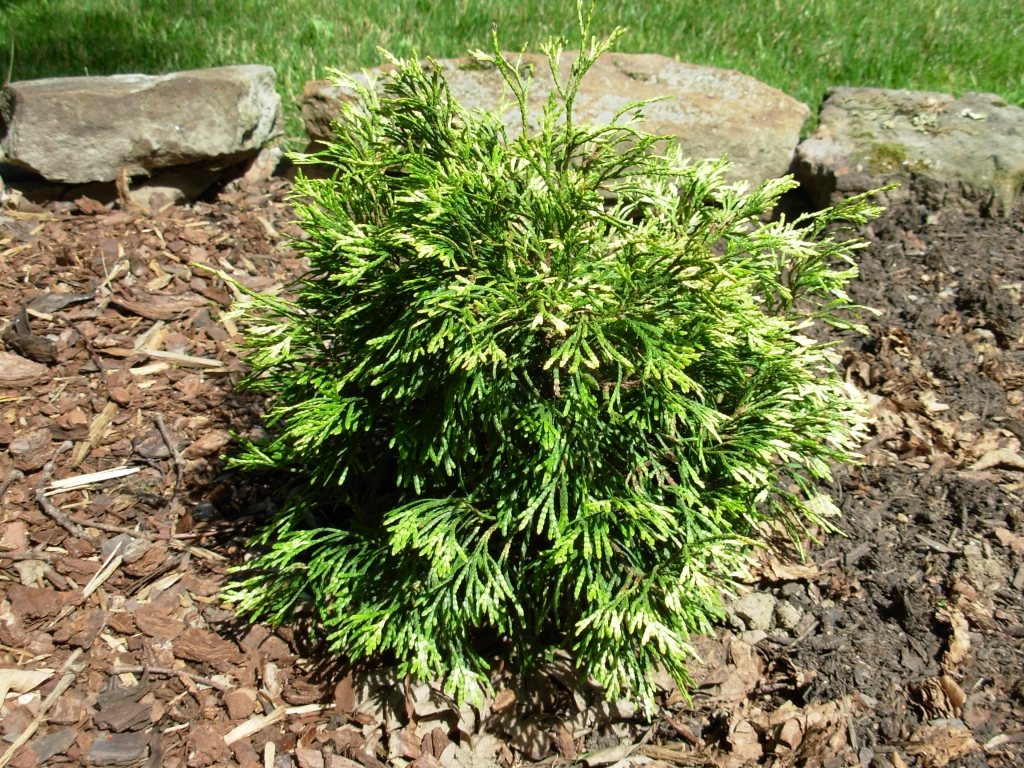 Thuja plicata 