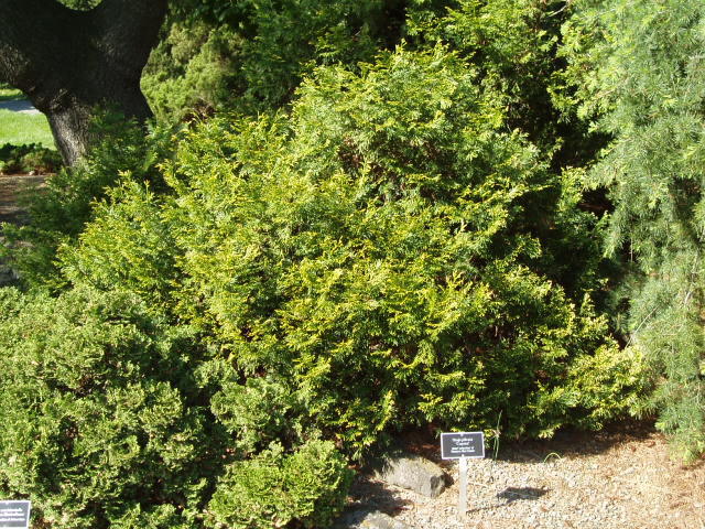 Thuja plicata 