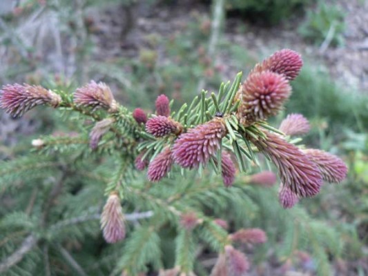 Picea abies 