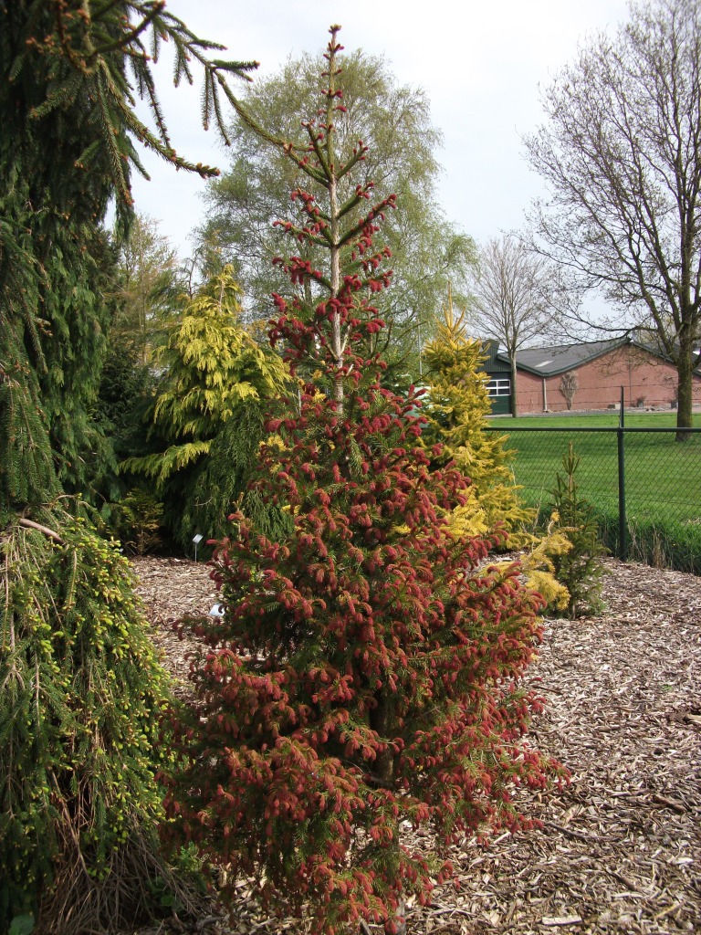 Picea abies 
