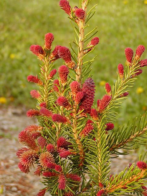 Picea abies 