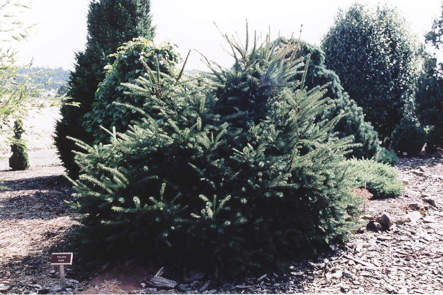 Picea abies 
